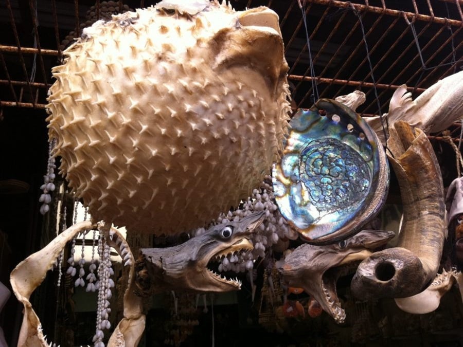 Blow Fish